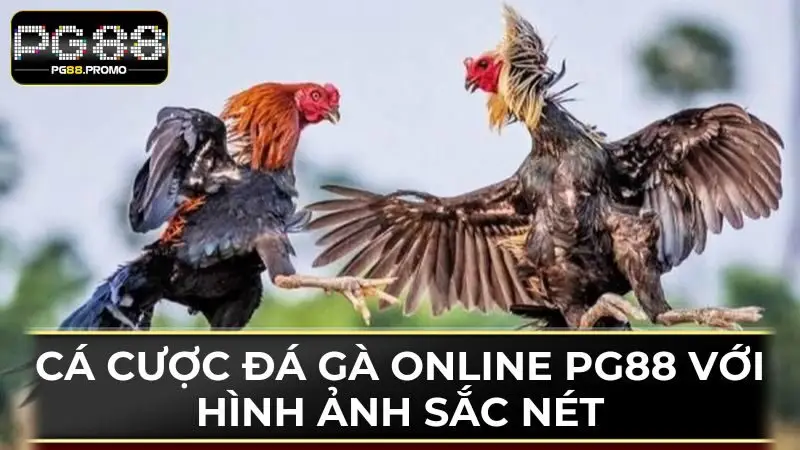 Trải nghiệm cá cược đá gà online với hình ảnh cực kỳ sắc nét