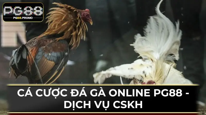 Hàng loạt các ưu điểm để người chơi lựa chọn đá gà tại nhà cái PG88