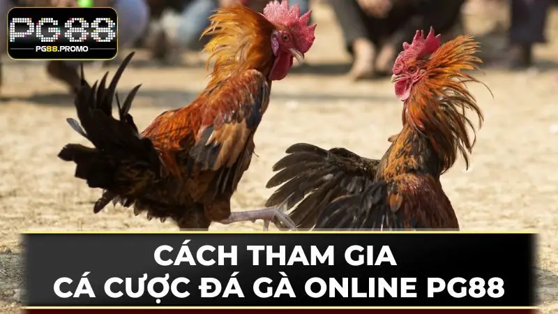 Nhanh chóng nạp vốn để bắt đầu hành trình cá cược đá gà online