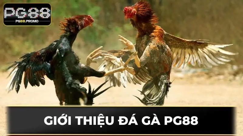 Giới thiệu sơ lược về sân chơi chọi kê PG88