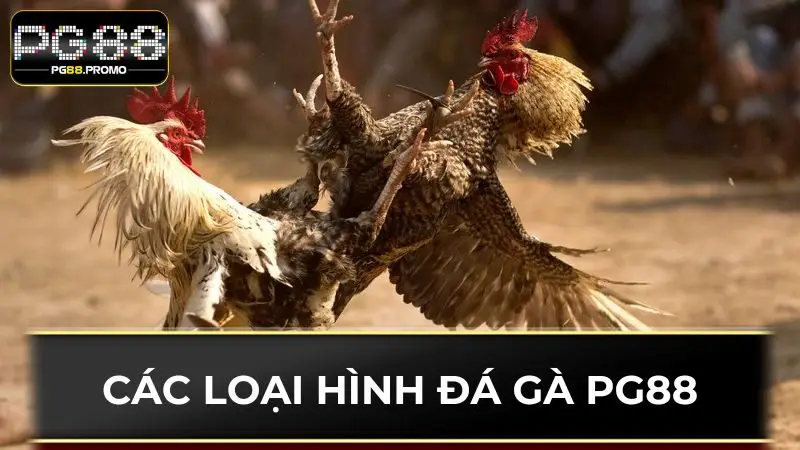 Các loại hình chọi kê PG88